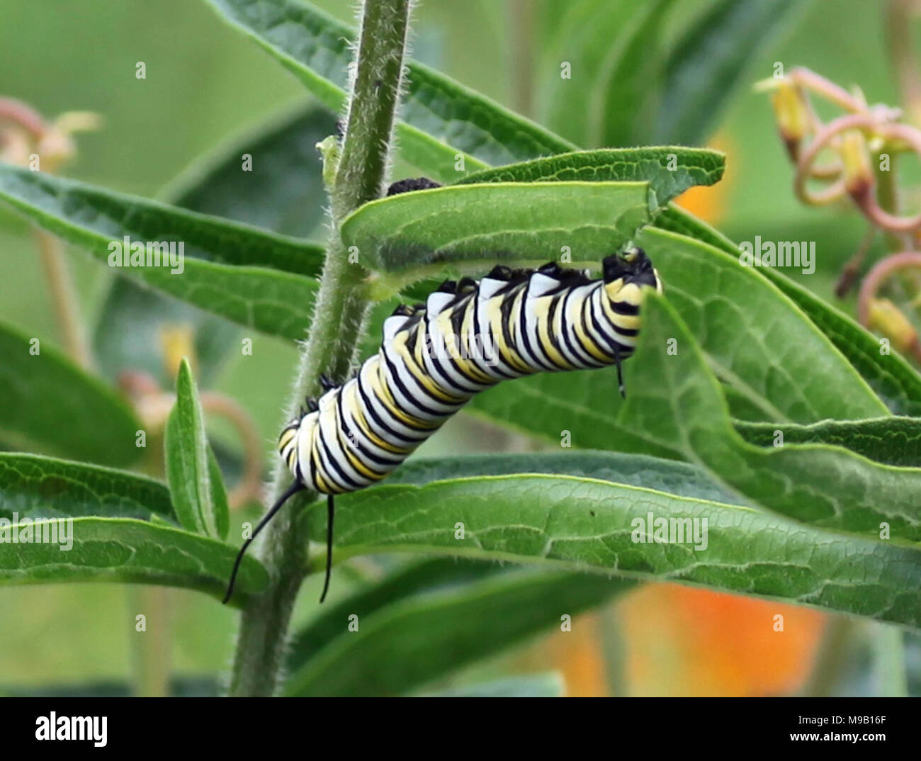 Monarch Caterpillar Kansas Stock Photo Alamy