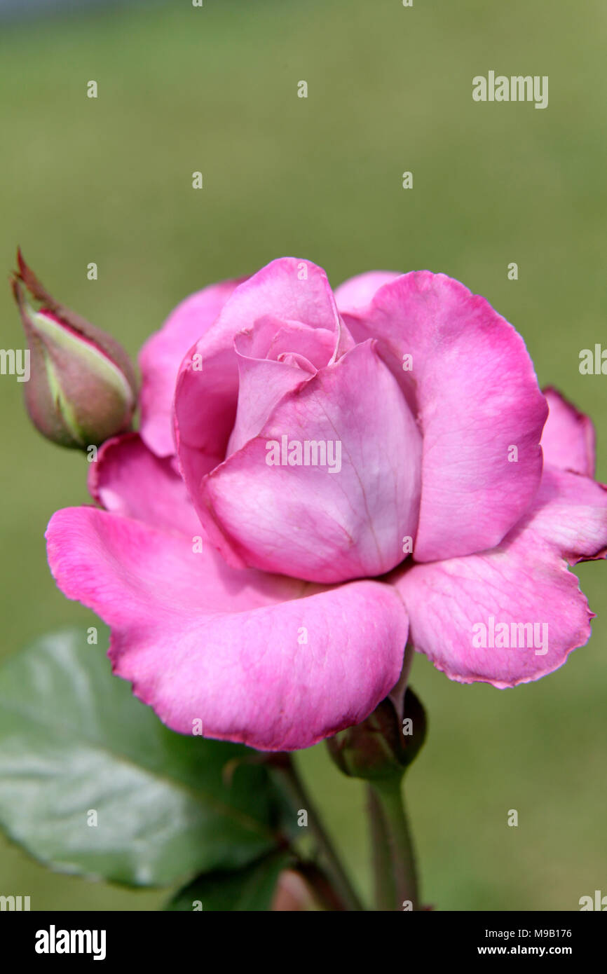 Rosa 'Fragrant plum' - Rose - May Stock Photo