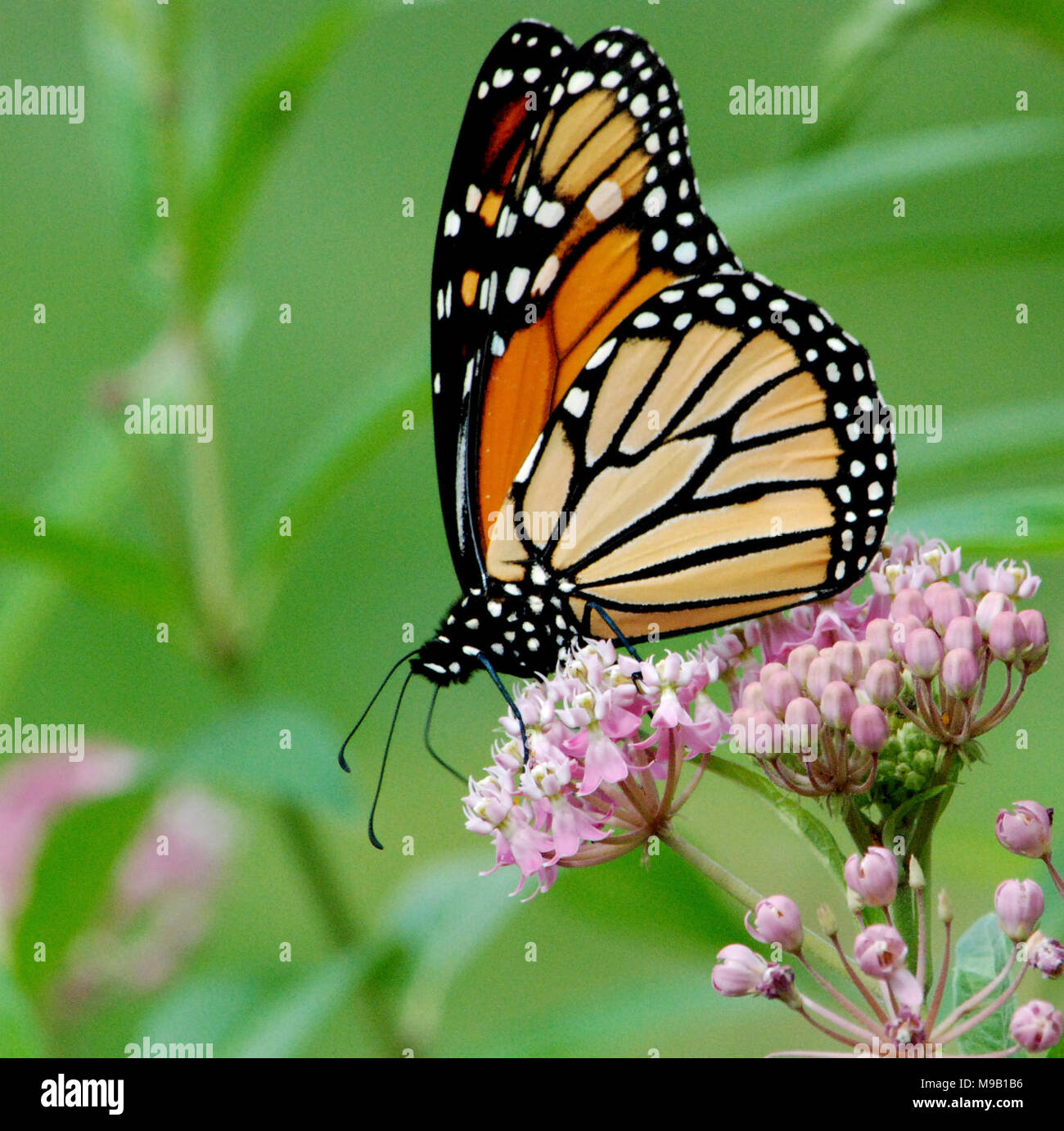 Monarch Butterfly on Swamp Milkweed Stock Photo - Alamy