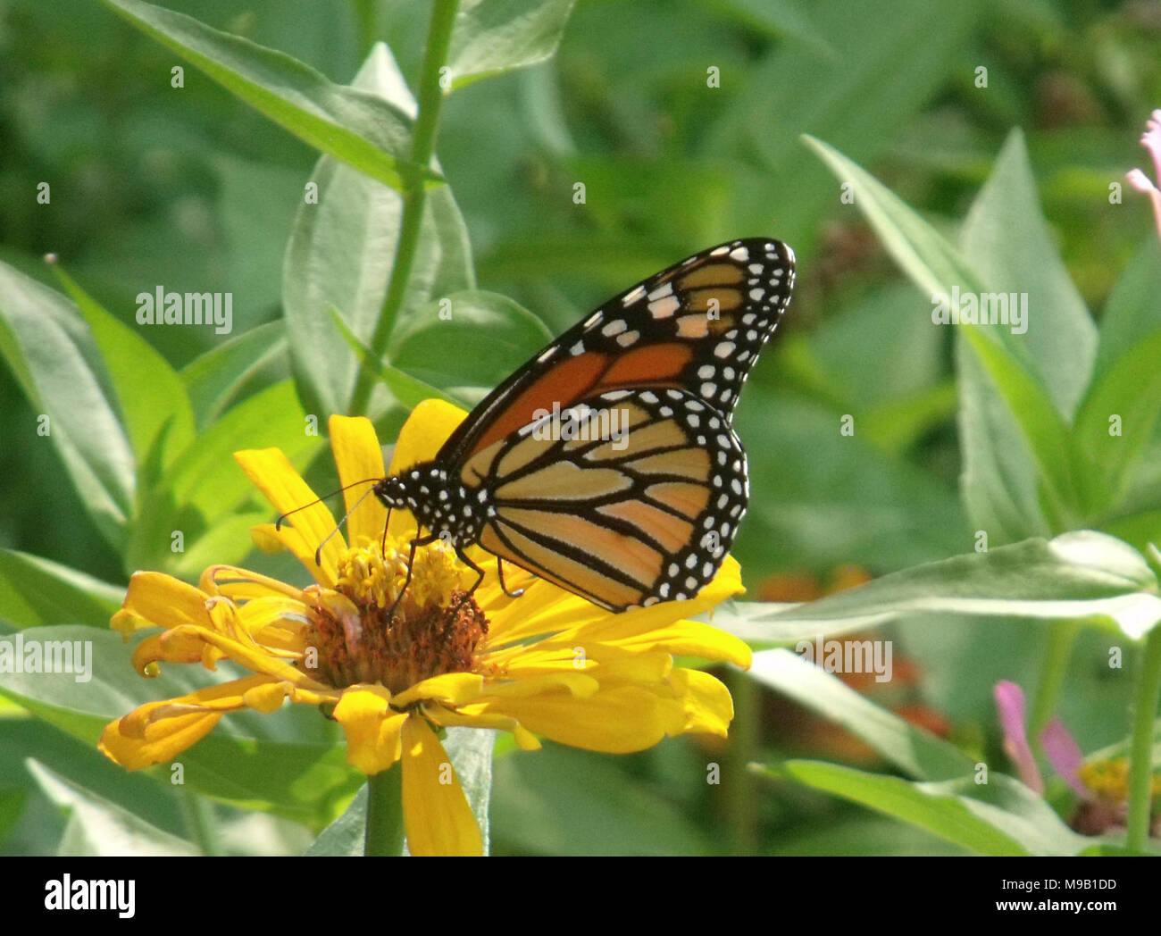 Monarch Butterfly in Ohio Stock Photo Alamy
