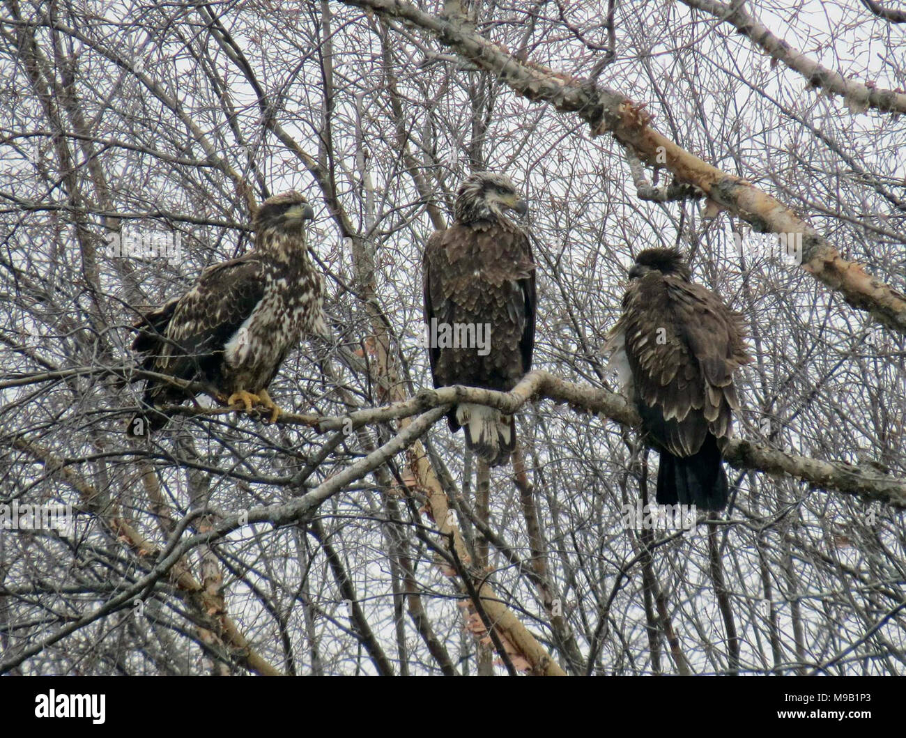 Young bald eagles: Why they look nothing like the icons we expect