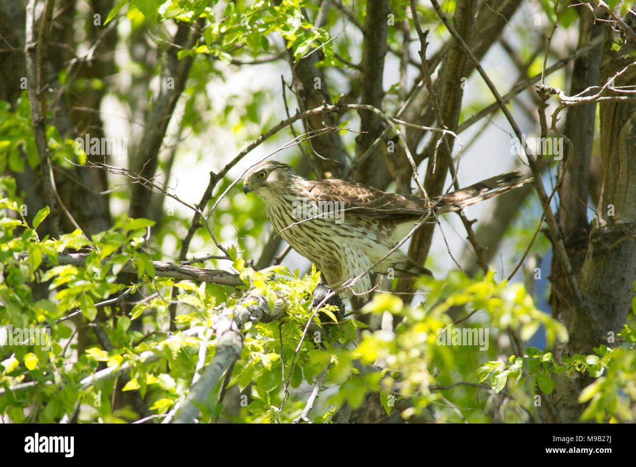 Juvenile Cooper’s Hawk Stock Photo - Alamy