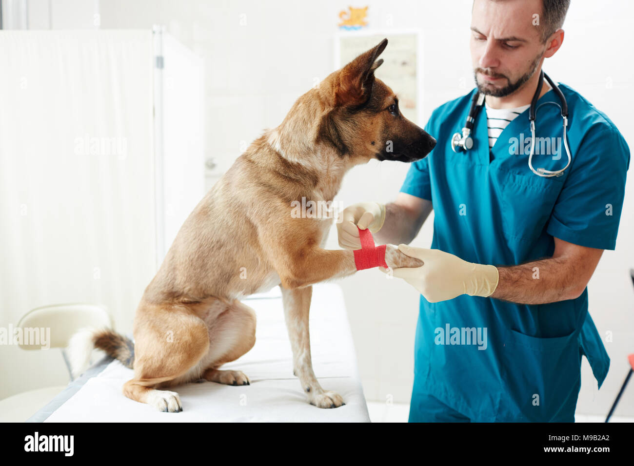 Care of dog Stock Photo