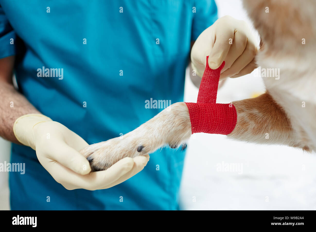 What To Do If Your Dog's Foot Is Swollen From A Bandage, 40 OFF
