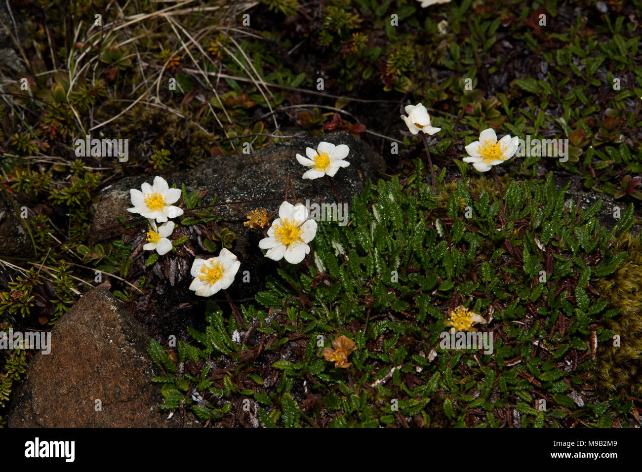 White Dryad flowering near Honningsvåg which is the northernmost city ...