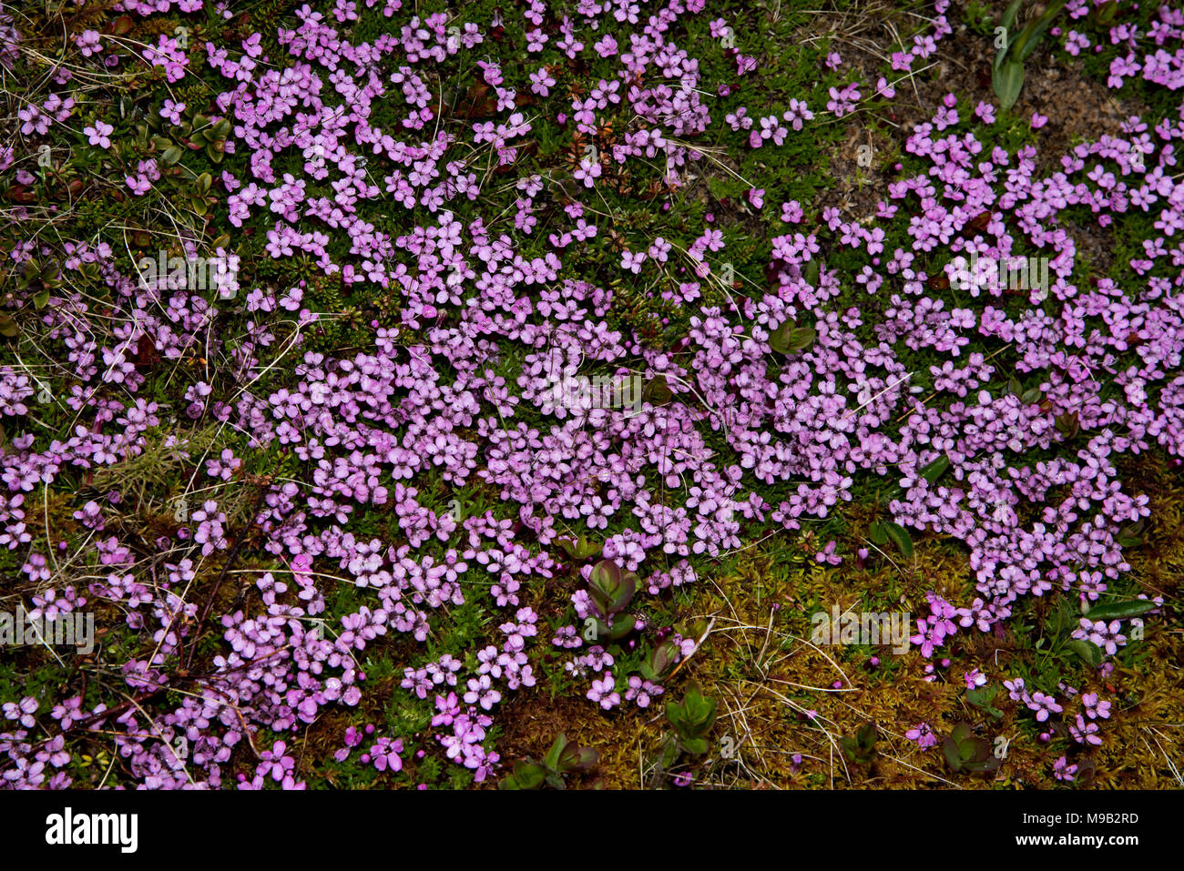 Moss Campion flowering near Honningsvåg which  is the northernmost city of Norway and the gateway for tourists to North Cape. Stock Photo