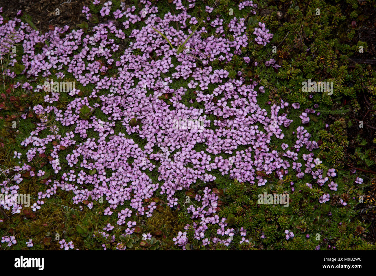Moss Campion flowering near Honningsvåg which  is the northernmost city of Norway and the gateway for tourists to North Cape. Stock Photo