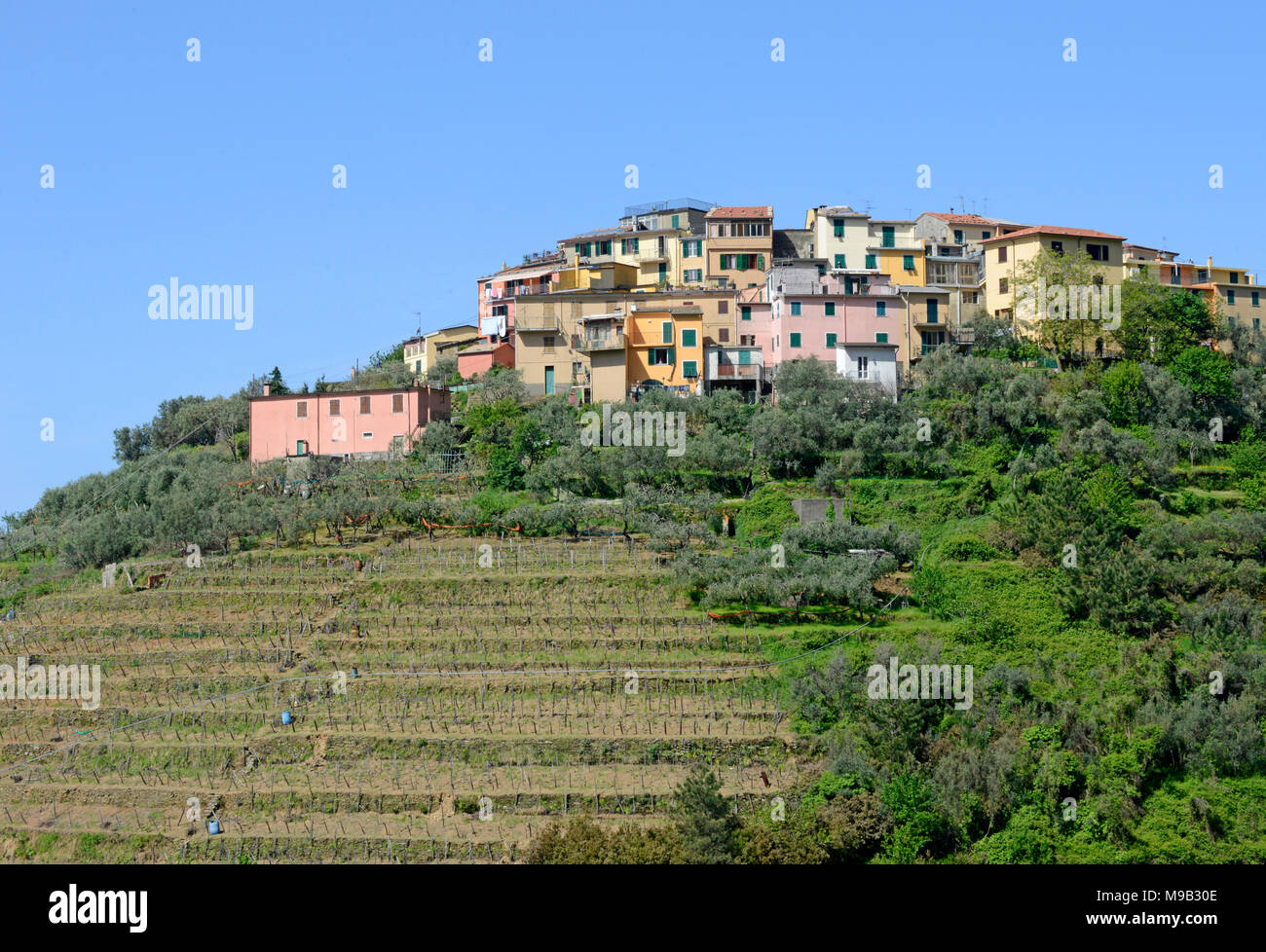 Vineyard, wine growing at Volastra, UNESCO world heritage site, Cinque Terre, Liguria di Levante, Italy, Mediterranean sea, Europe Stock Photo
