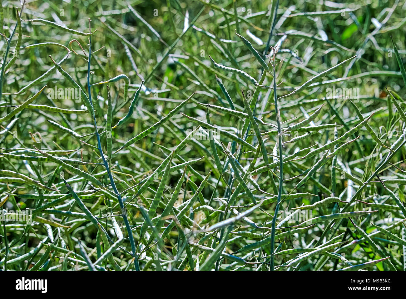 Closeup of green canola pods in a field Stock Photo