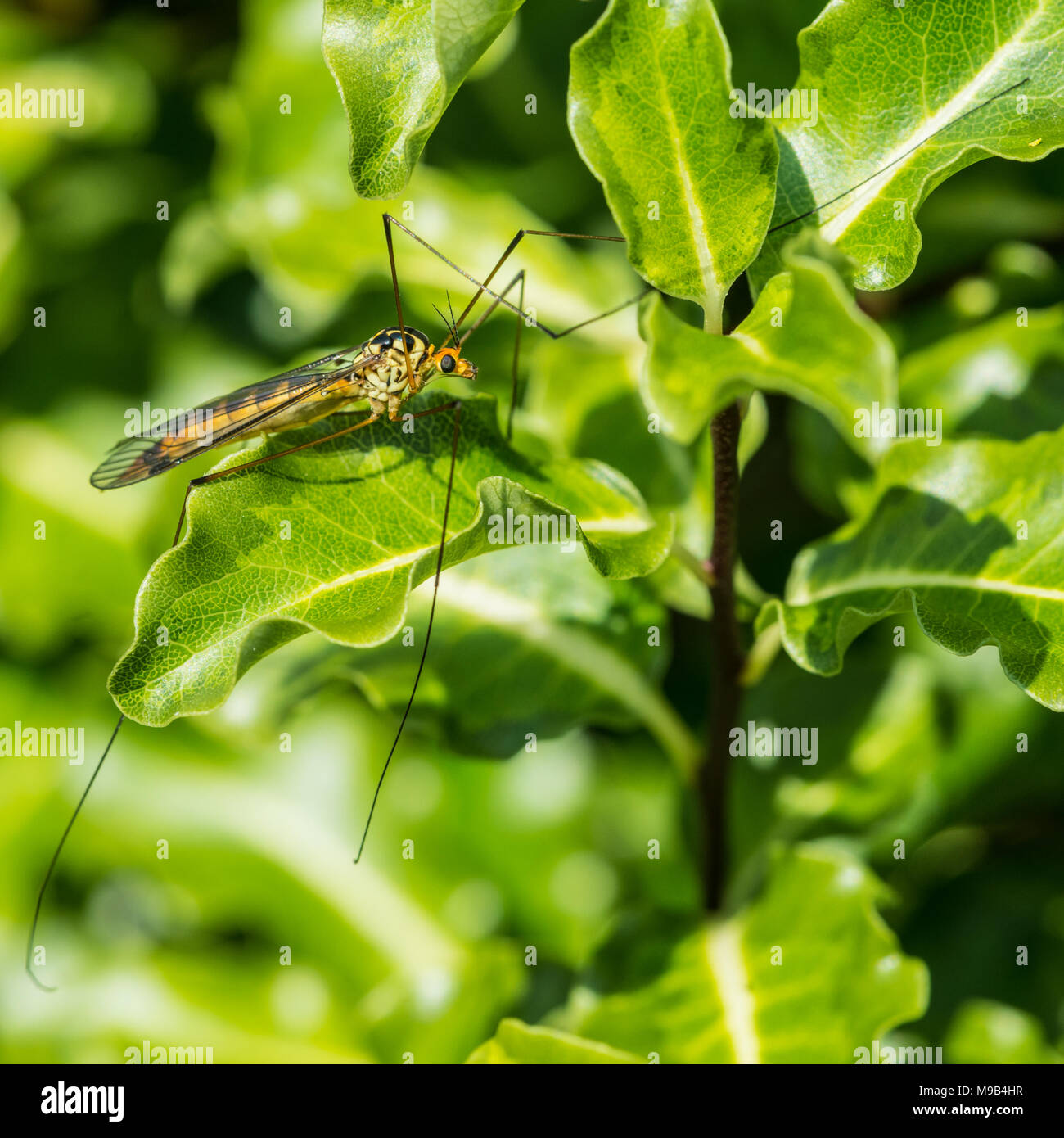 A macro shot of a spotted crane fly. Stock Photo