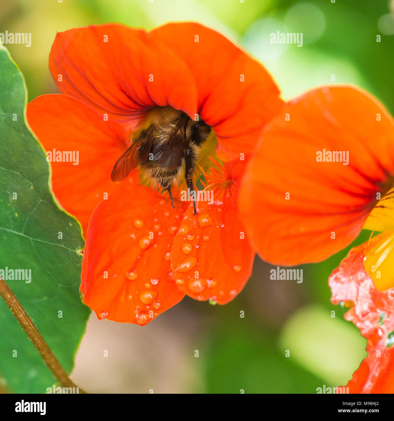 A macro shot of a bee feeding from a nasturtium bloom. Stock Photo