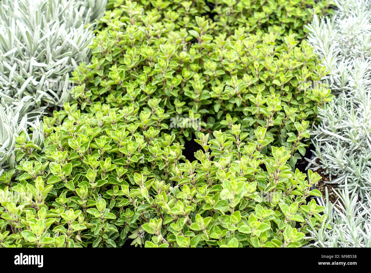 Herbs to the kitchen, Oregano and Cury plant Helichrysum italicum Stock Photo