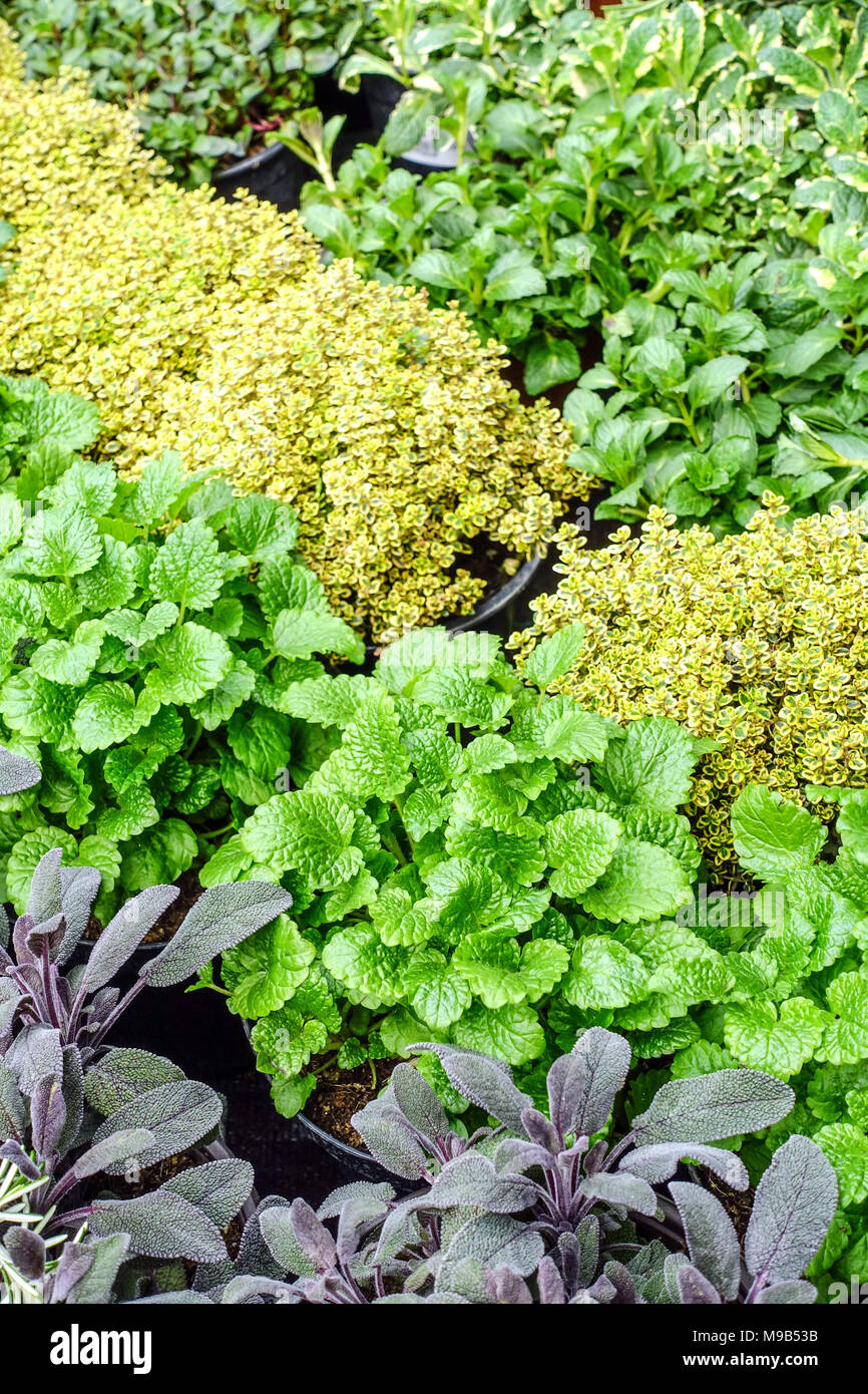 Culinary Herbs Growing in Pots Salvia officinalis Sage Herb Lemon Balm Leaves Melissa officinalis Thyme Mixed herbs Aromatic Plants for Kitchen Taste Stock Photo