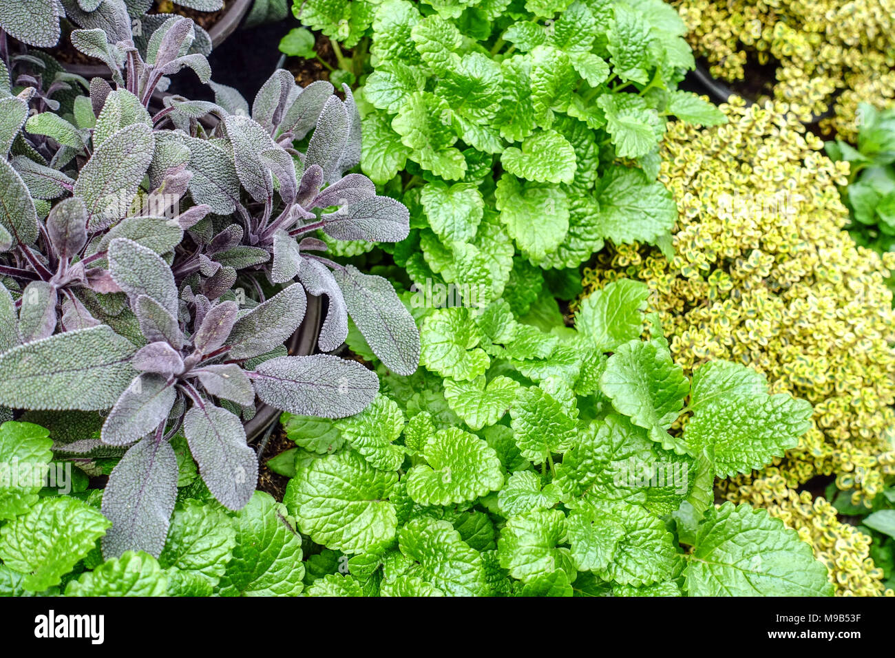 Mixed herbs to the kitchen, Salvia officinalis plant Sage herb Lemon balm Melissa officinalis, Thyme garden herbs Culinary Herb Stock Photo