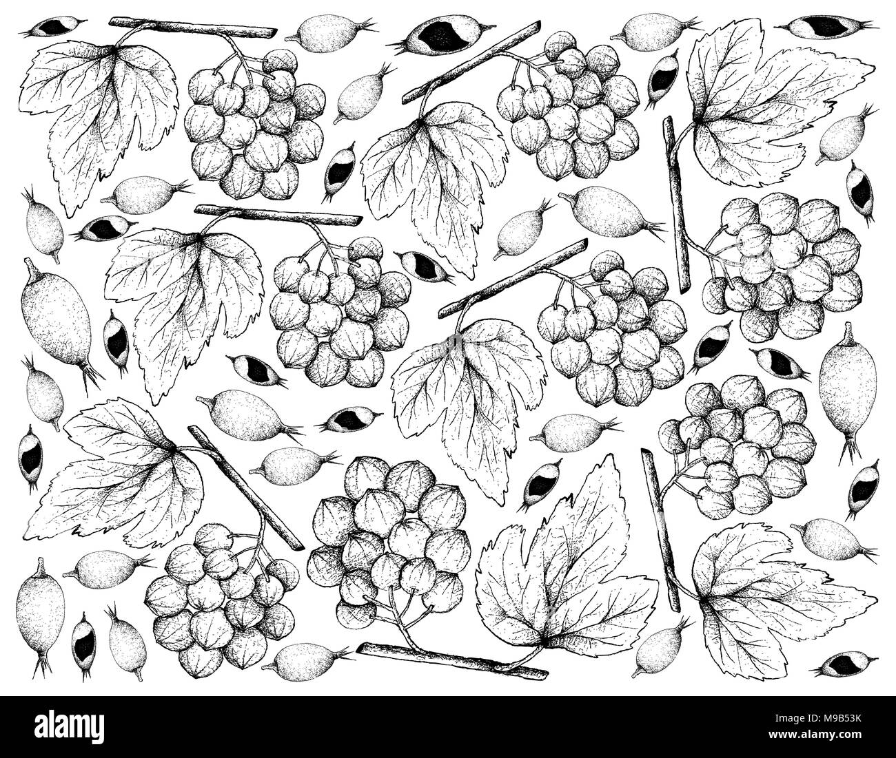 Berry Fruits, Illustration Wallpaper Background of Hand Drawn Sketch Delicious Fresh Blackberry Jam Fruit or Rosenbergiodendron Formosum and Ampelocis Stock Photo