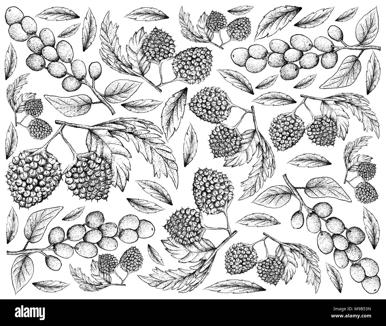 Berry Fruit, Illustration Wallpaper Background of Hand Drawn Sketch of Fresh Balloon Berries or Rubus Illecebrosus and Antidesma Ghaesembilla Fruits. Stock Photo
