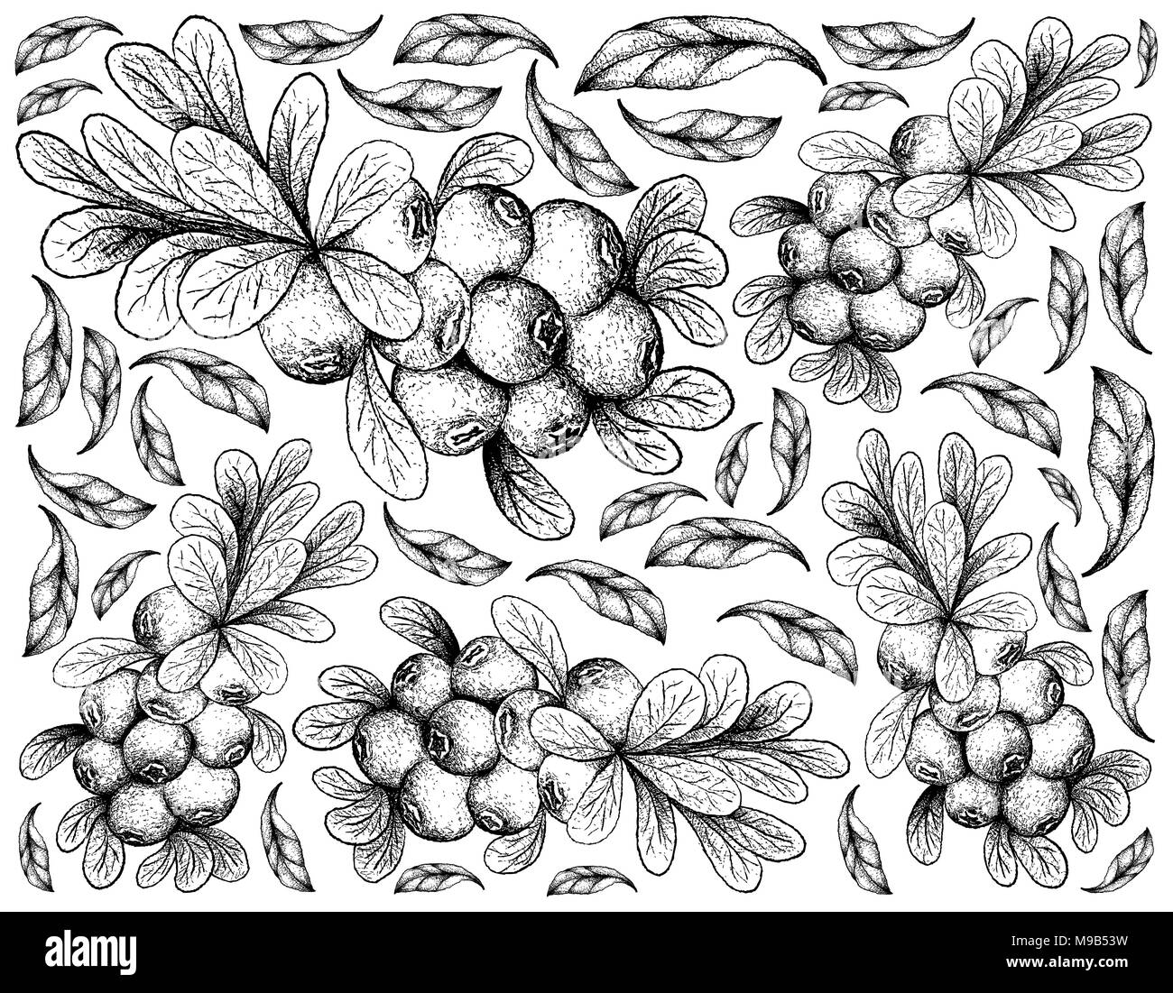 Berry Fruit, Illustration Wallpaper Background of Hand Drawn Sketch of