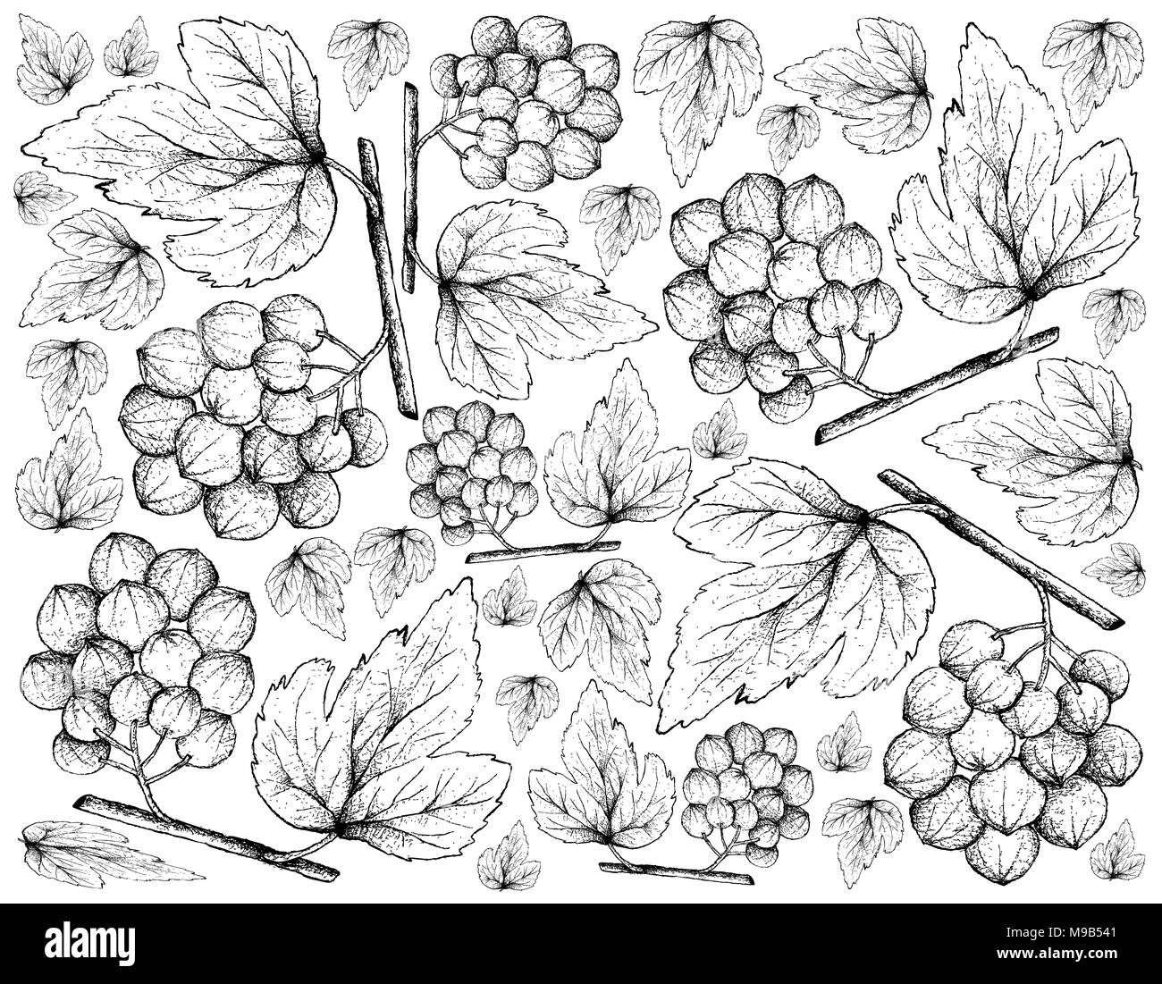 Berry Fruit, Illustration Wallpaper Background of Hand Drawn Sketch of Ampelocissus Latifolia Fruits. Stock Photo