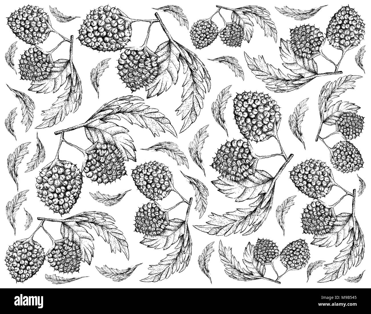 Berry Fruit, Illustration Wallpaper Background of Hand Drawn Sketch of Fresh Balloon Berries or Rubus Illecebrosus Fruits. Stock Photo