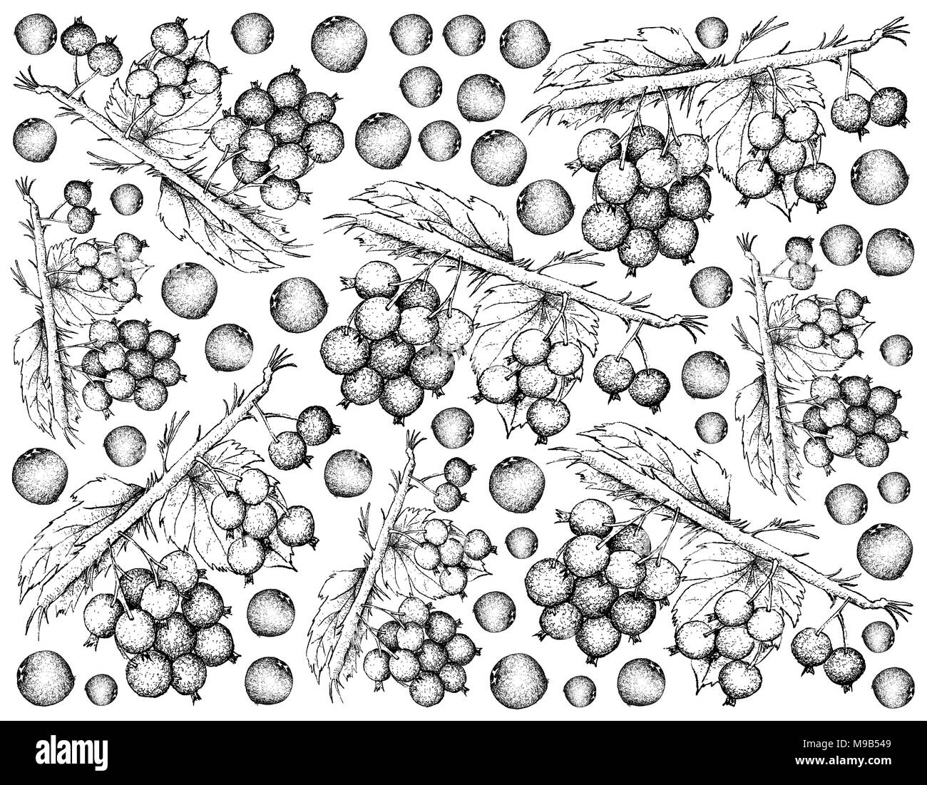 Berry Fruit, Illustration Wallpaper Background of Hand Drawn Sketch of Blackcurrant or Ribes Nigrum Fruits. Stock Photo