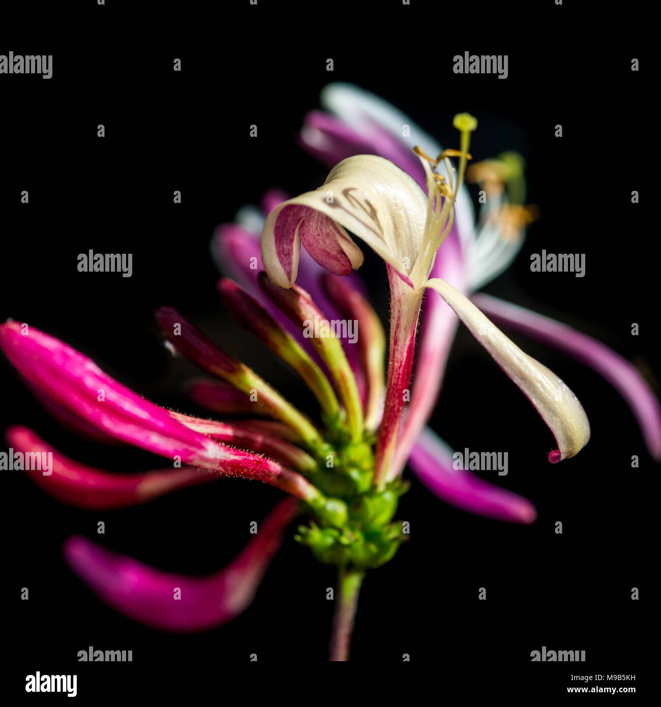 A macro shot of a Lonicera periclymenum 'Serotina' flower head. Stock Photo