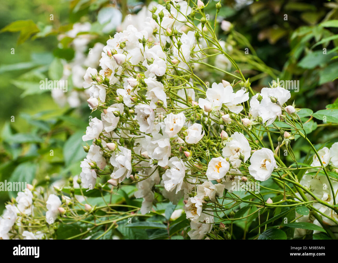 A shot of a mass of white wild rose blooms Stock Photo Alamy