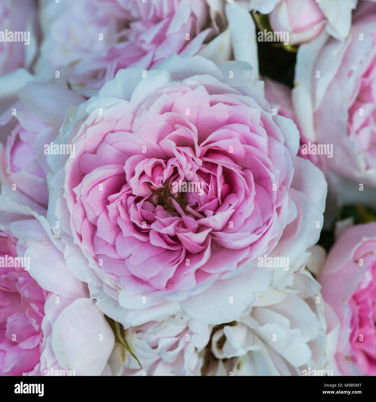 Rose blooms hi-res stock photography and images - Alamy