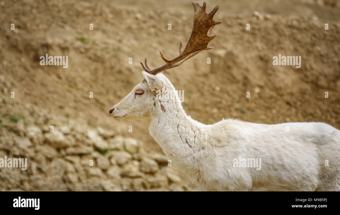 Albino animal hi-res stock photography and images - Alamy