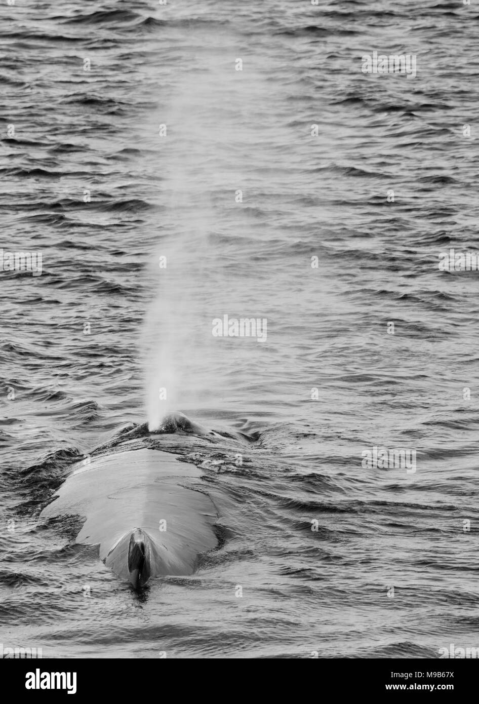 A Humpback Whale (Megaptera novaeangliae) swimming in the waters of Antarctica Stock Photo
