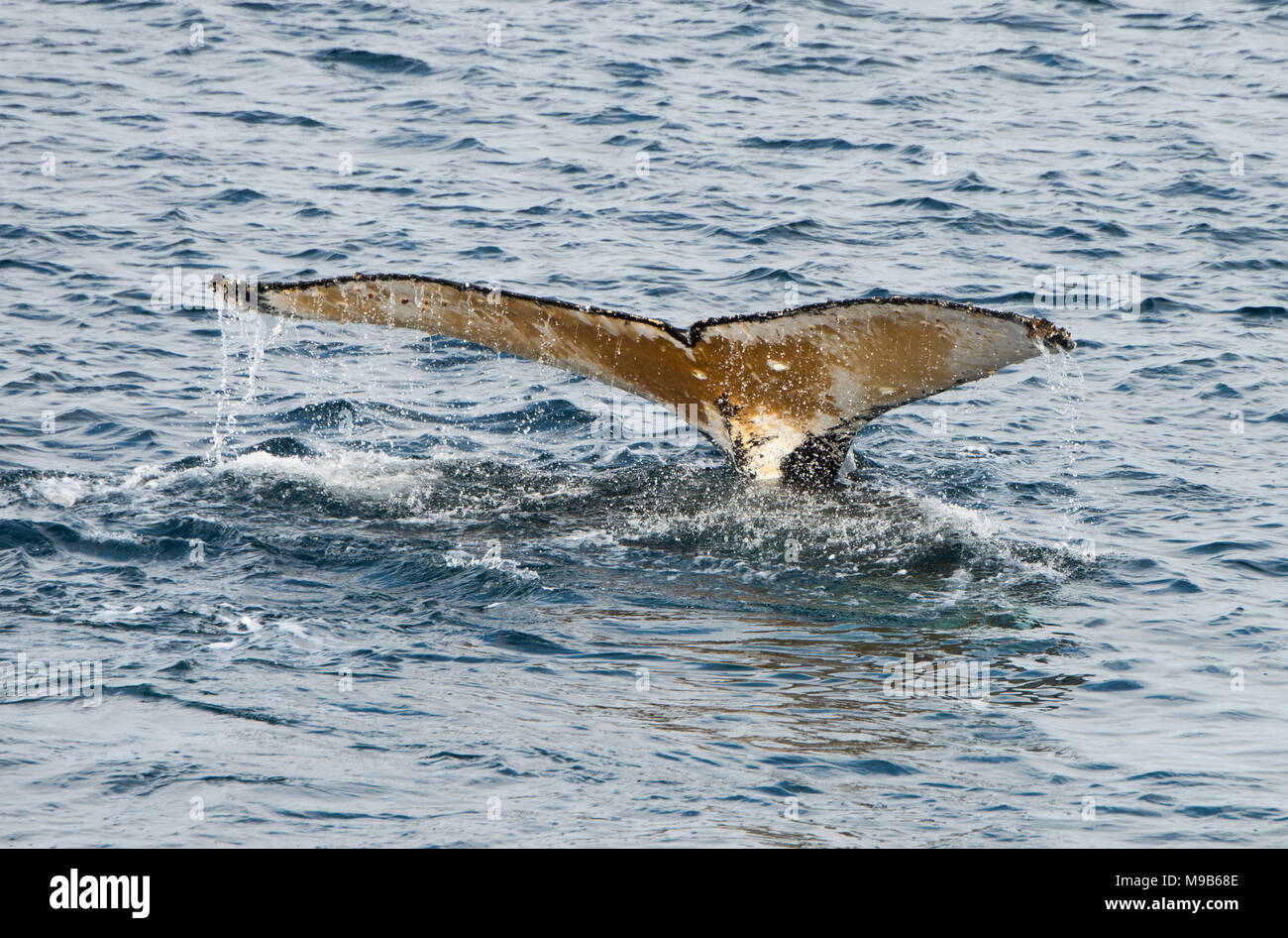 A Humpback Whale dives beneath the waves in the Southern Ocean off ...