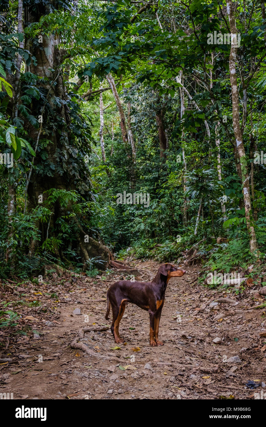 dog in rainforest, dog in jungle , dog in forest  landscape, Stock Photo