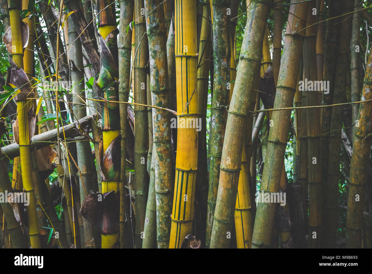 bamboo stem background in jungle forest - rainforest background - Stock Photo