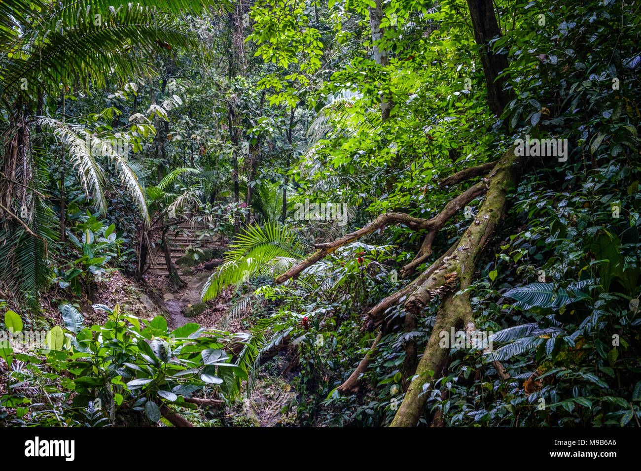 inside jungle forest / rainforest landscape , Capurgana, Colombia Stock Photo