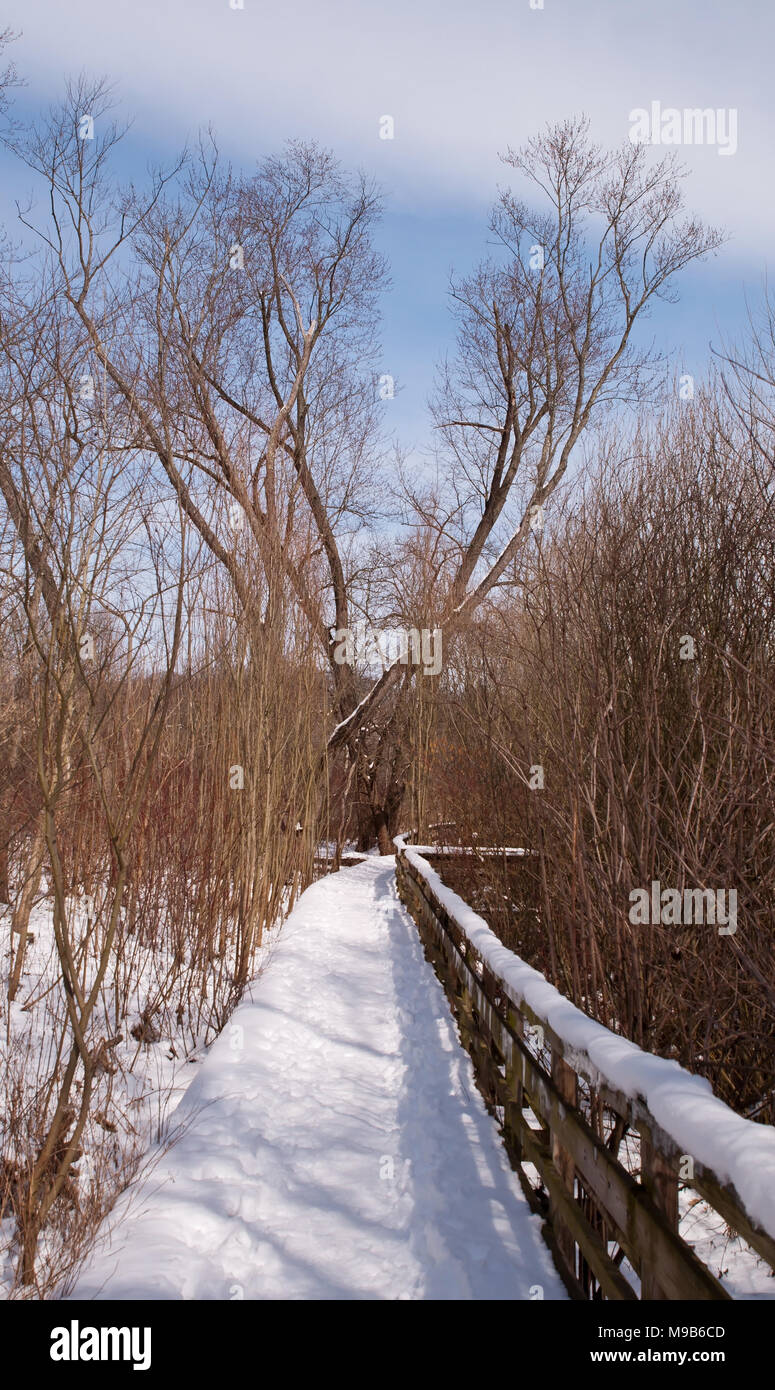 A snow covered wooden walkway through winter woods Stock Photo Alamy