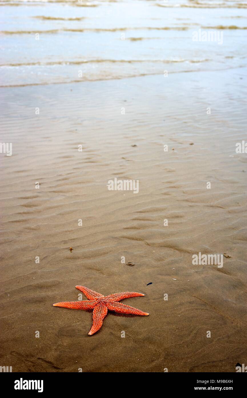 starfish stranded on a British beach by the retreating tide Stock Photo