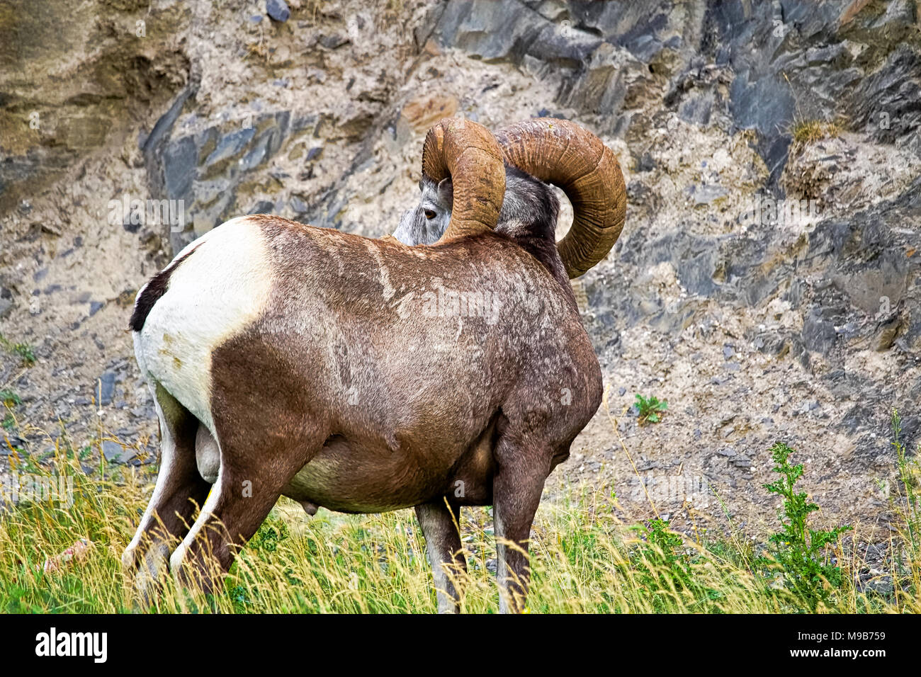 The back view of a male bighorn sheep's horns Stock Photo Alamy