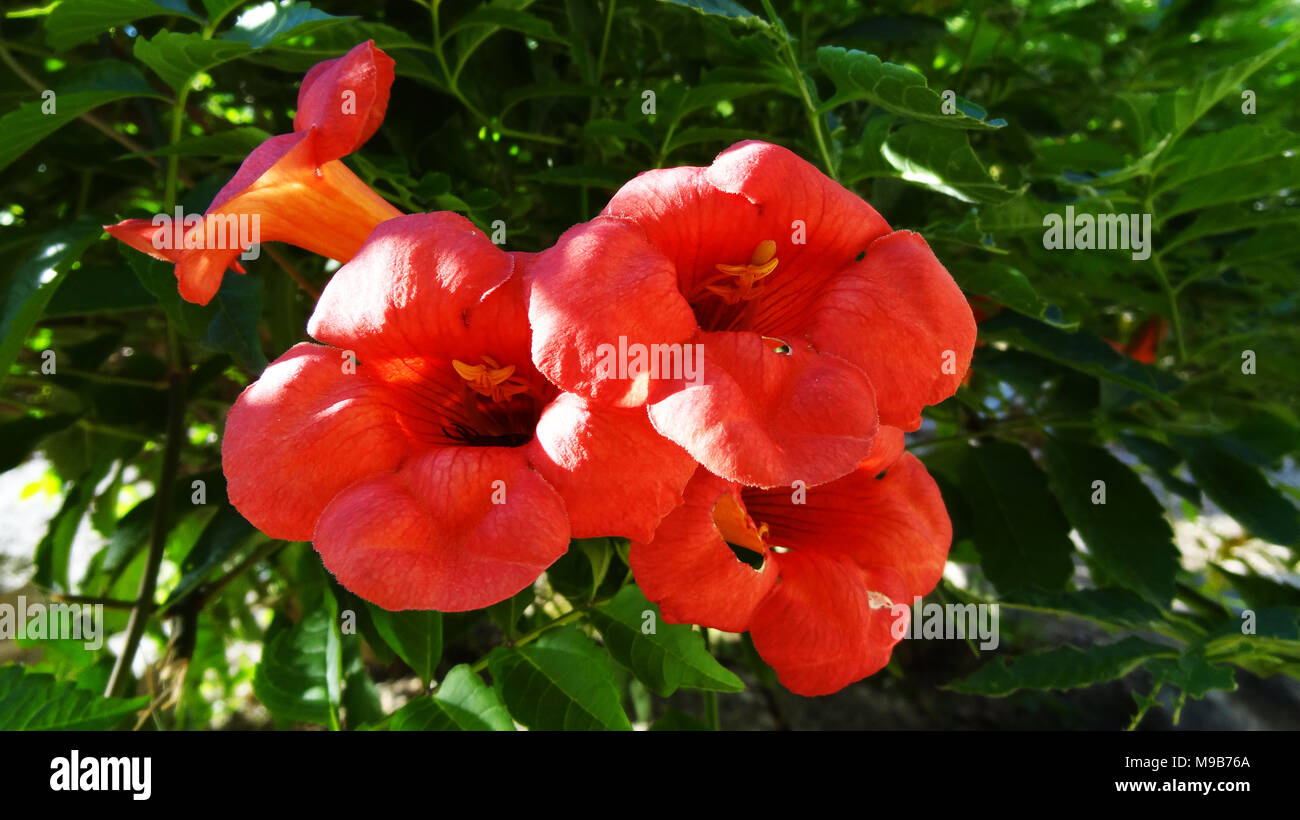 blossom Flower of Campsis radicans on the tree. trumpet creeper is a species of flowering plant of the family Bignoniaceae Stock Photo