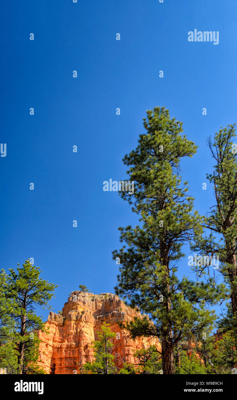 Red rock mountain and pine trees under bright blue sky. Stock Photo