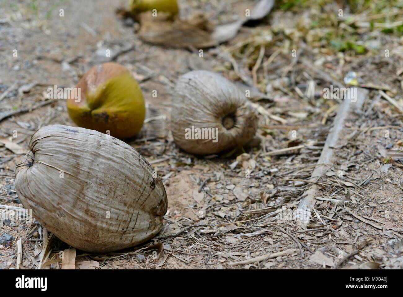 Ripe coconuts with husks on hires stock photography and images Alamy