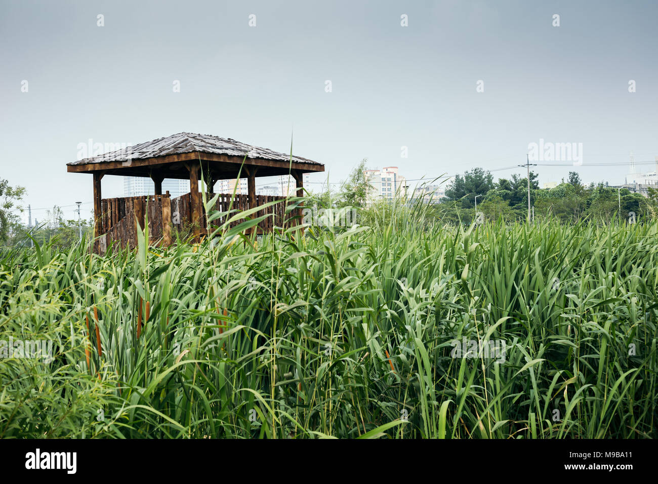 Wooden gazebo and windy wetland park in summer day in Korea Stock Photo