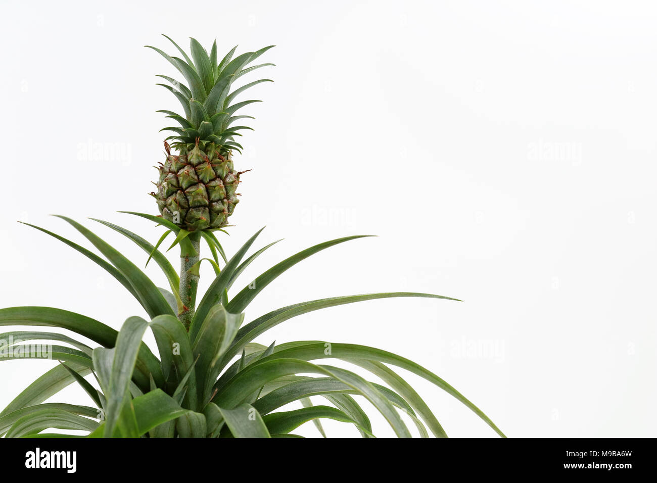 small baby pineapple growing on a plant isolated on white background with copy space Stock Photo