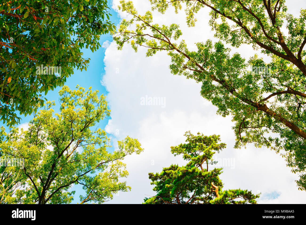 Green trees and blue sky in summer day Stock Photo - Alamy