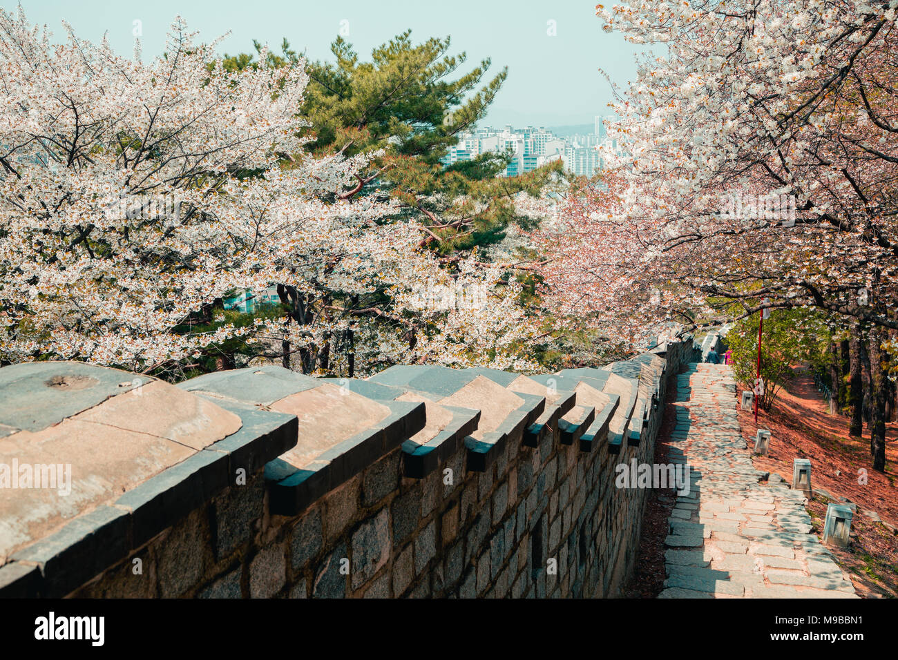 Korean traditional architecture Hwaseong Fortress with pink cherry