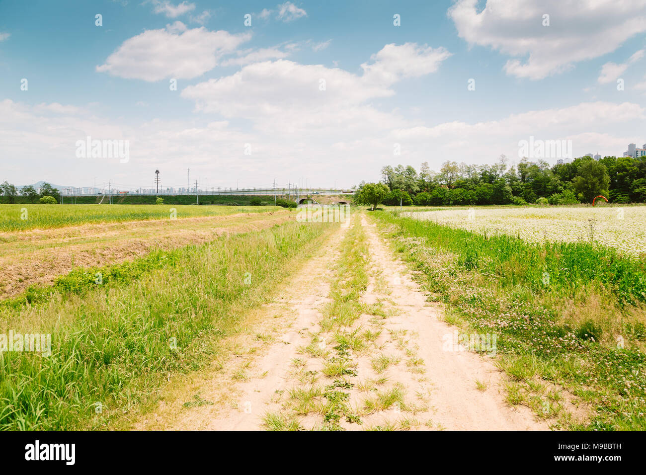 Buckwheat field and country road at spring day in Korea Stock Photo Alamy
