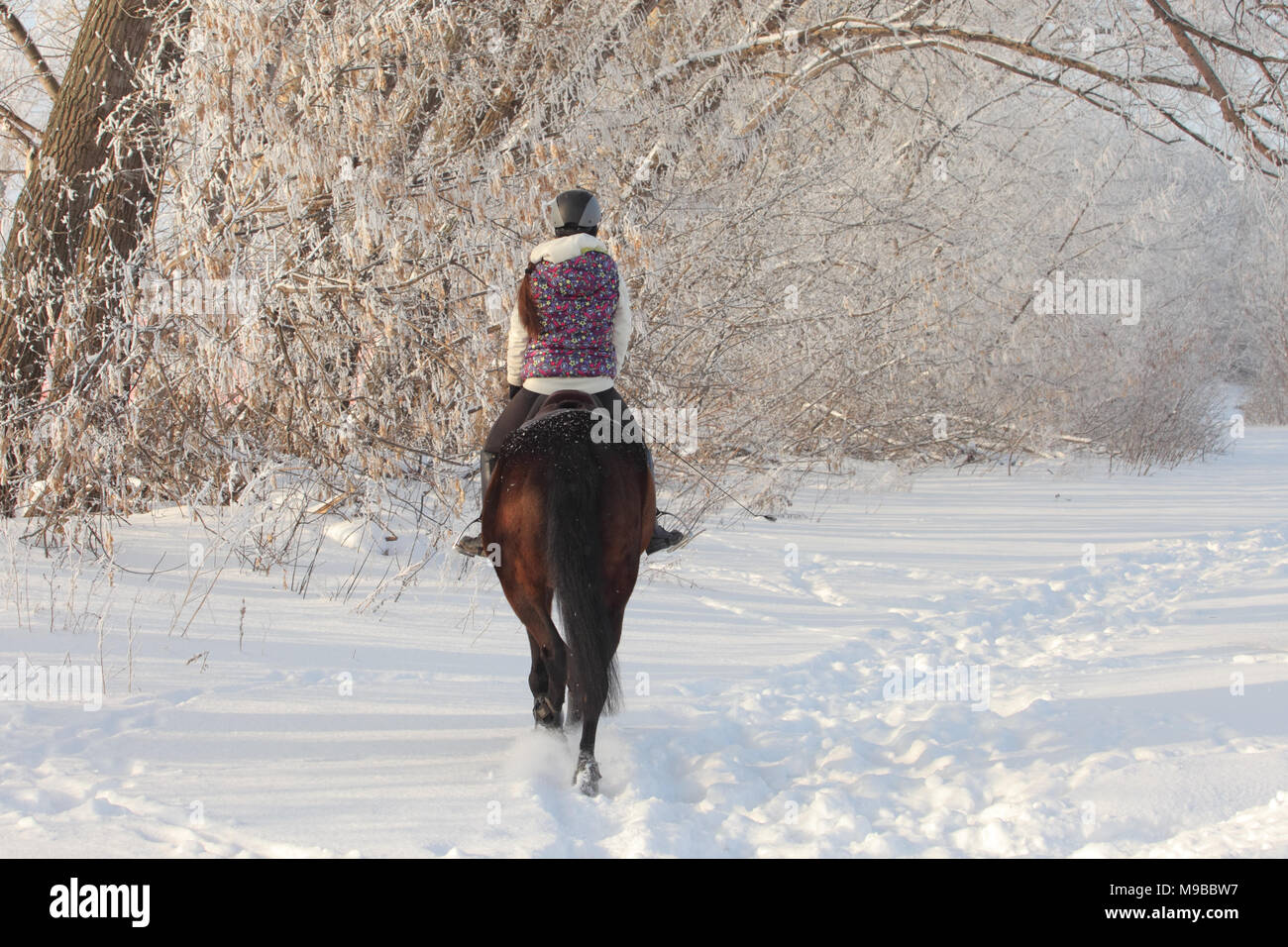 Horseback - woman riding a horse. Horse and equestrian girl in winter forest woods Stock Photo
