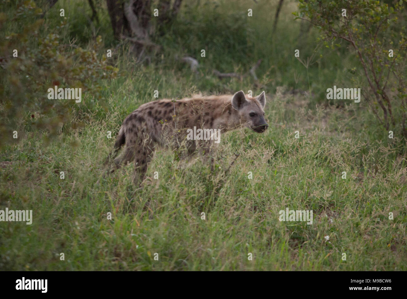 Spotted Hyena hunting in Kruger South Africa Stock Photo - Alamy