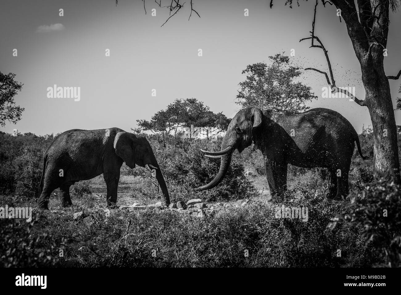 Elephants mating Black and White Stock Photos & Images Alamy