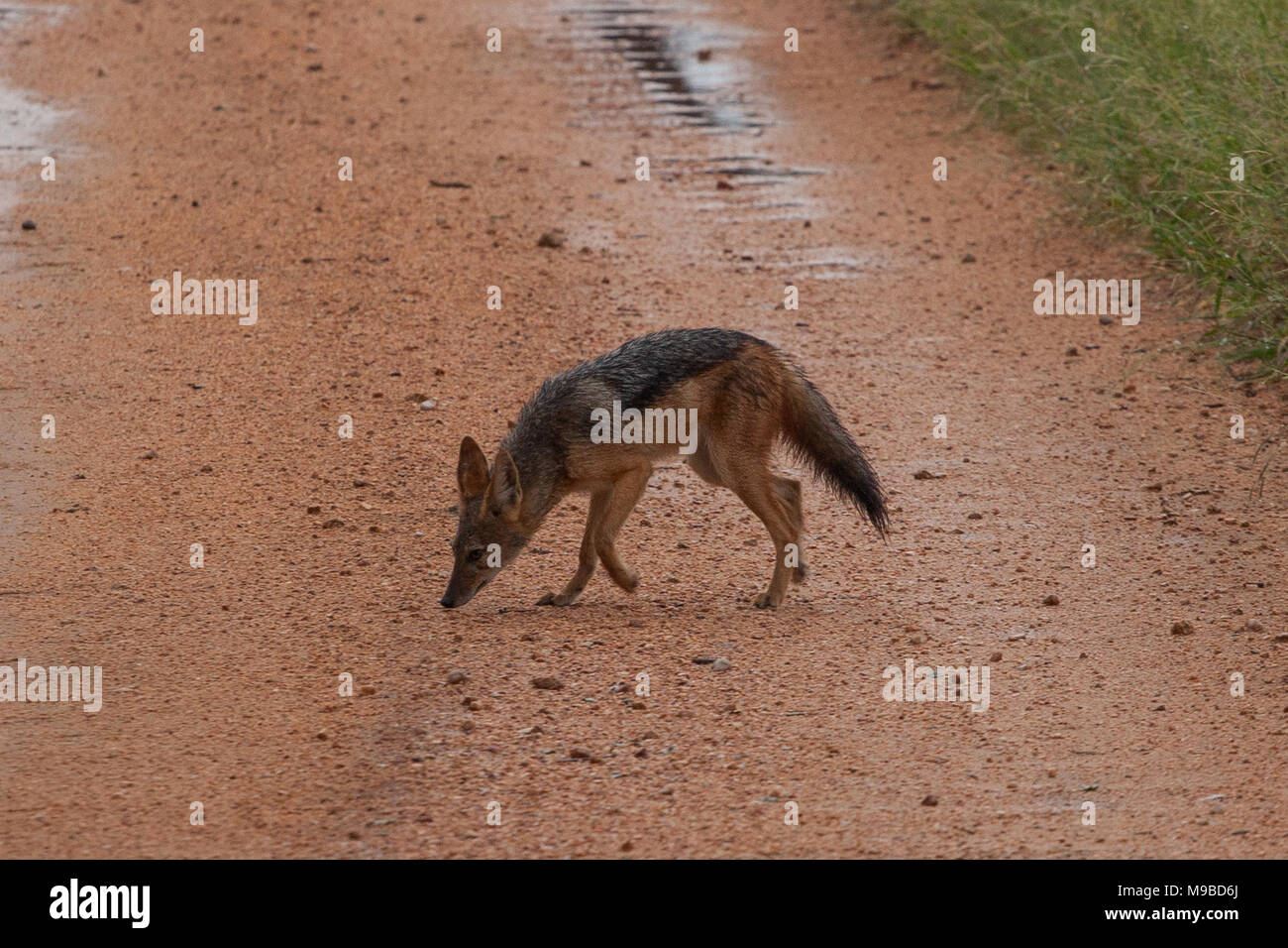 Cape Fox in Kruger South Africa Stock Photo Alamy