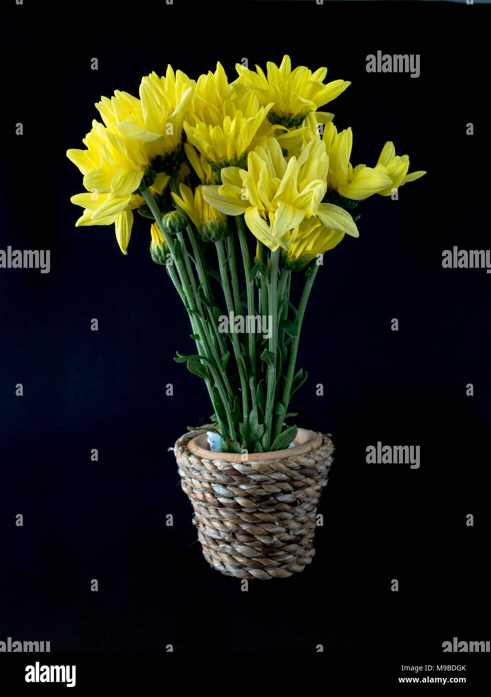 chrysanthemum in vase with hand made on black background Stock Photo