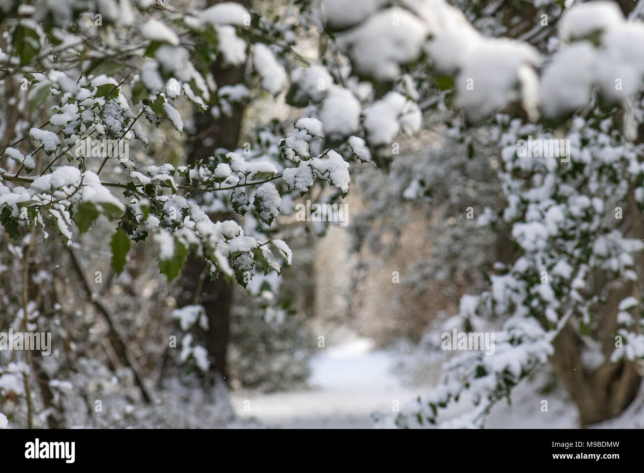 Winter scene sussex hi-res stock photography and images - Alamy